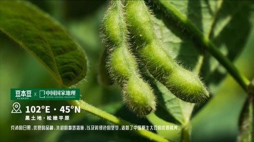 中国国家地理 的 四色 纪录片,告诉你不一样的豆本豆